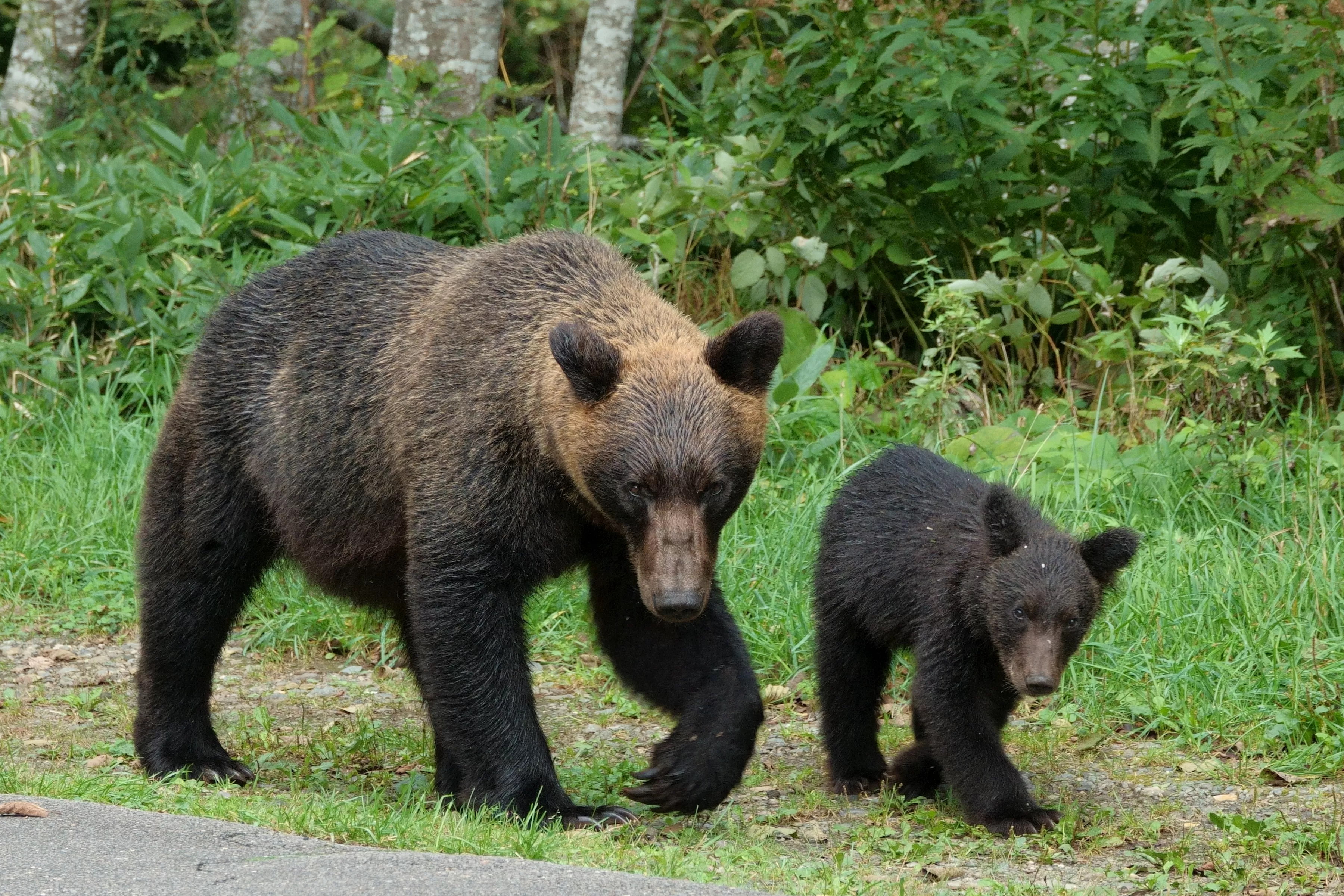 Hiker’s watch logged moment man’s heart stopped in Japan bear attack
