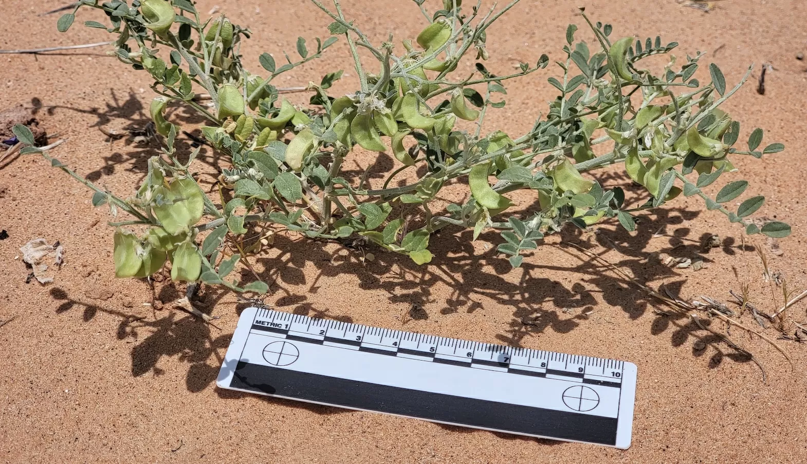 Solar farms can be havens for rare plants. Just ask the threecorner milkvetch.