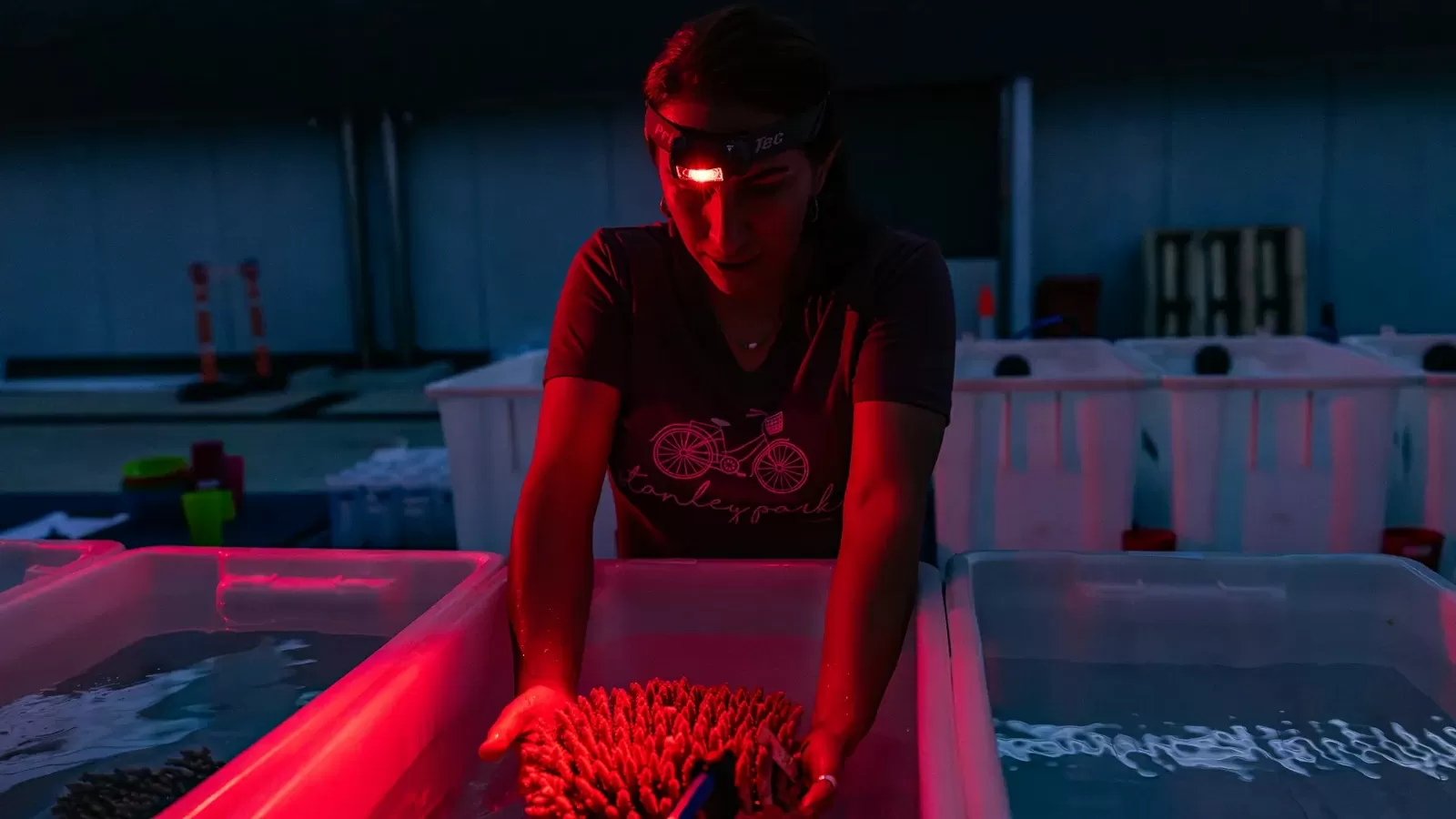 Inside the historic effort to keep the Great Barrier Reef alive