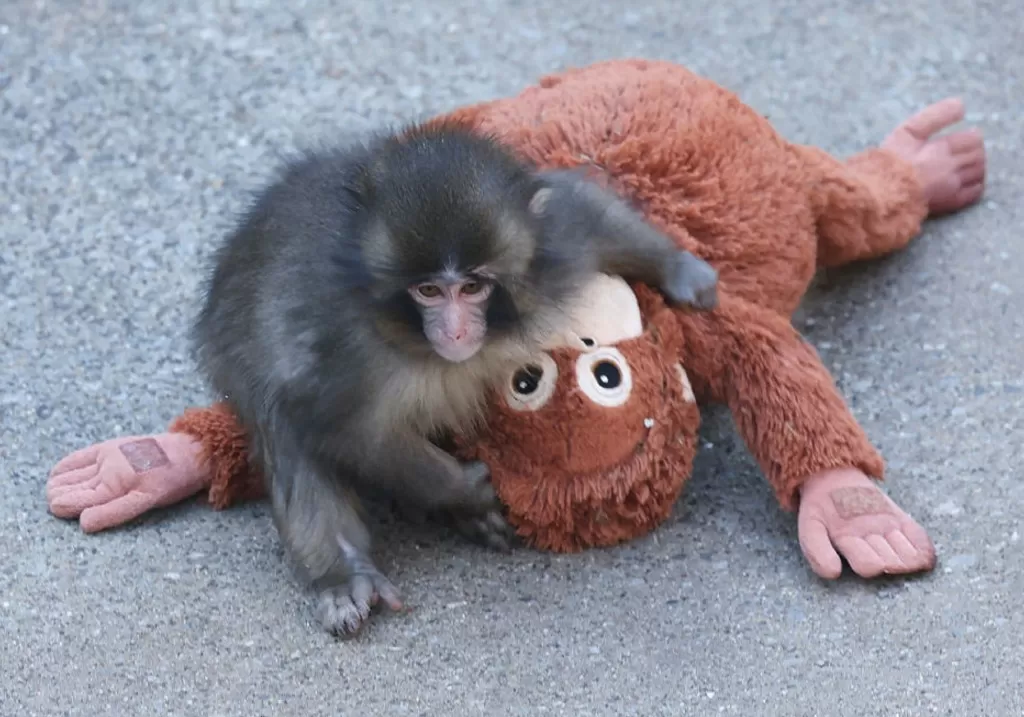 Punch the monkey’s stuffed orangutan from Ikea sold out in stores