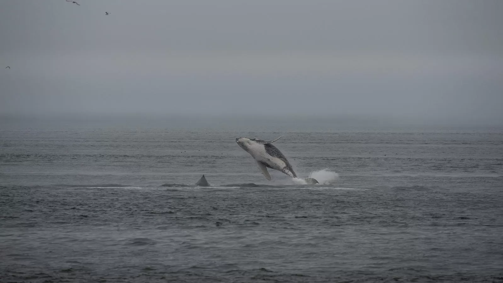 Indigenous concerns surface as Trump calls for seabed mining in Alaskan waters