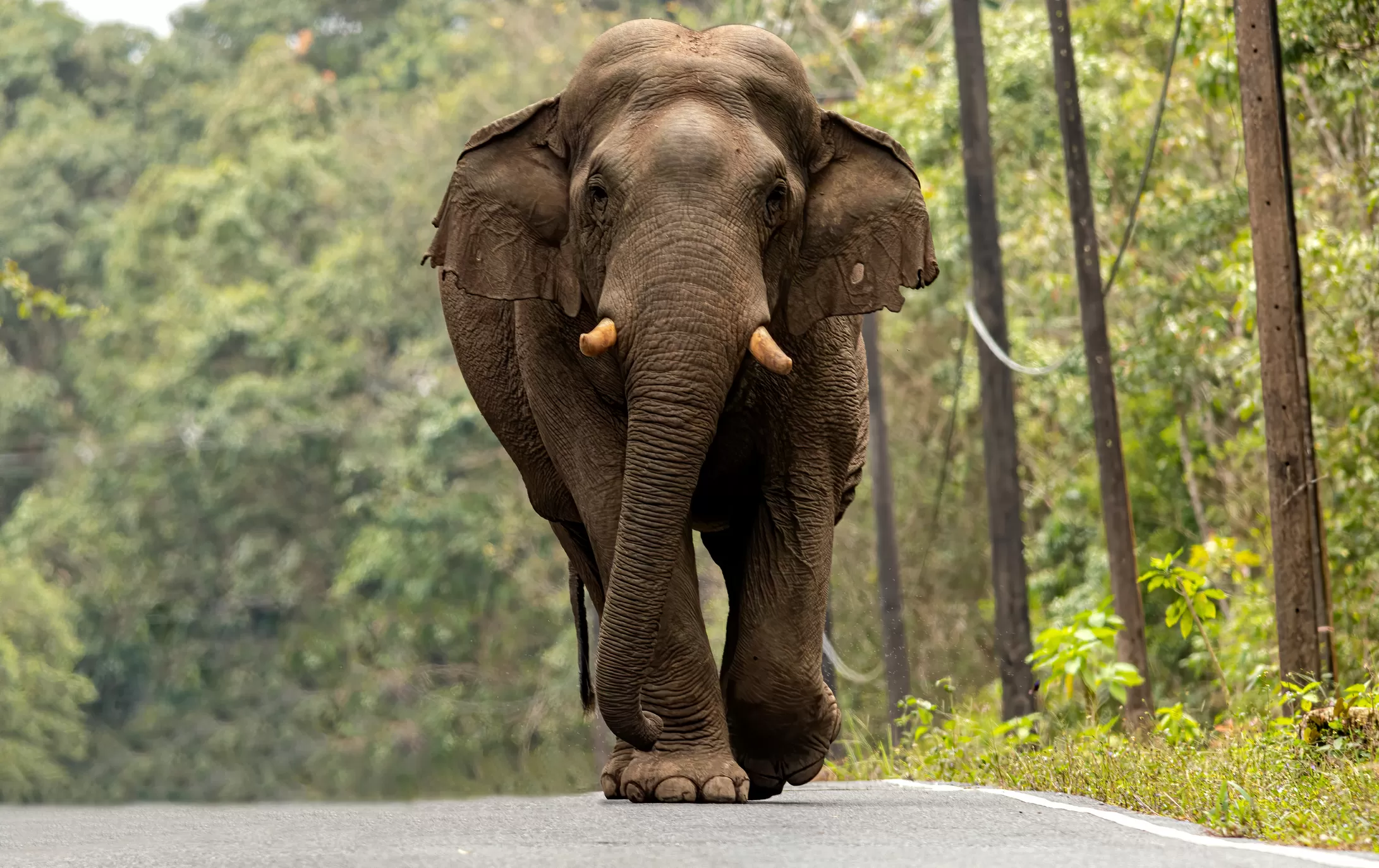 Tourist trampled to death by elephant in Thailand park, the 3rd human it’s killed