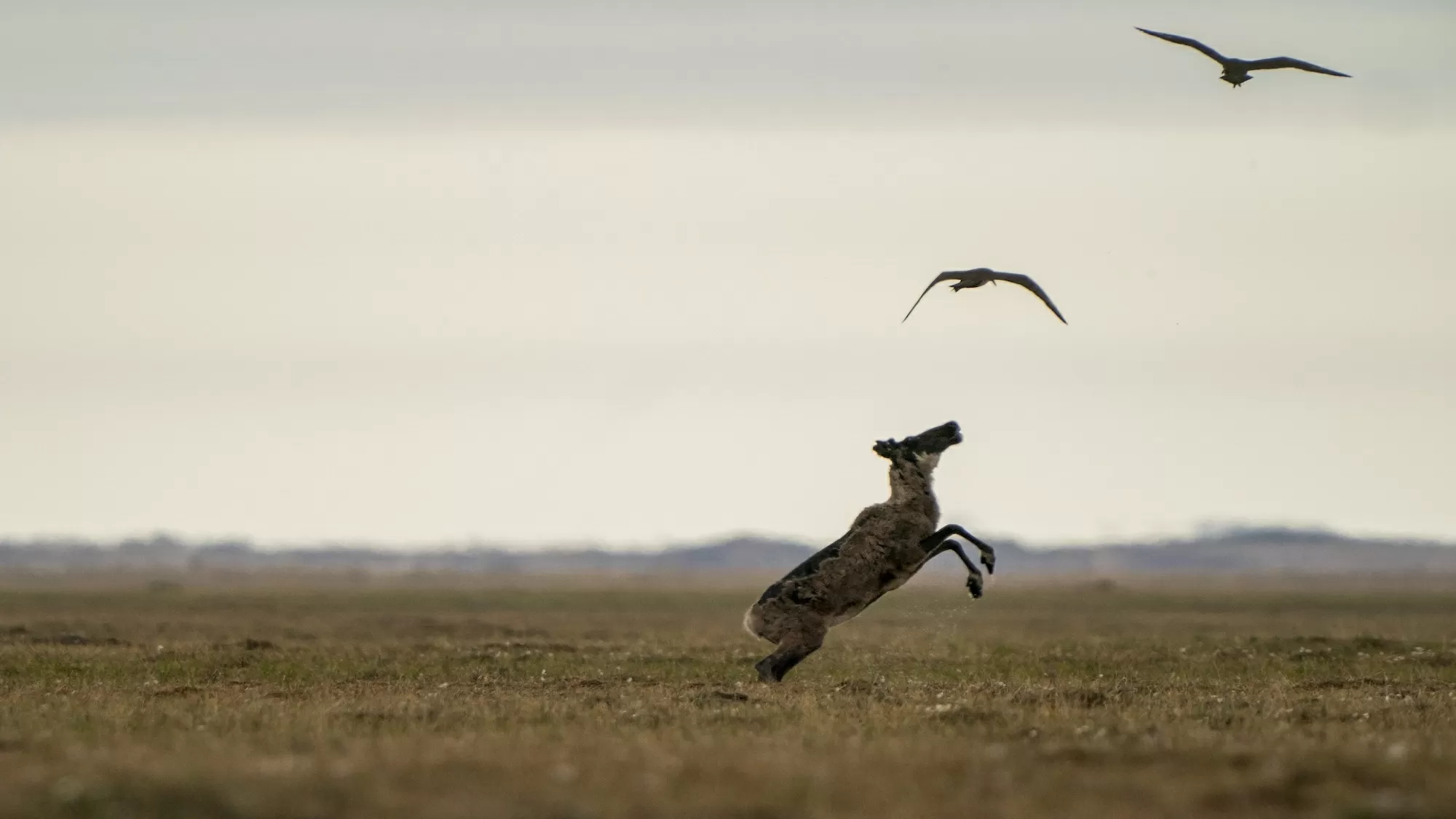 Gwich’in fight to protect caribou from Alaska oil development