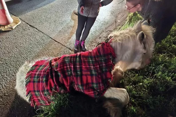 Pony dies after being hit on busy road