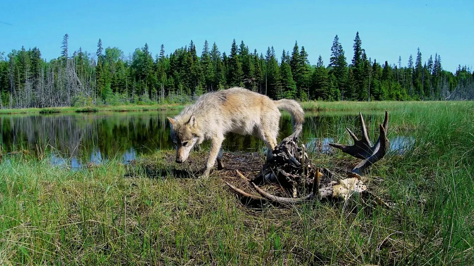 Species slowdown: Is nature’s ability to self-repair stalling?