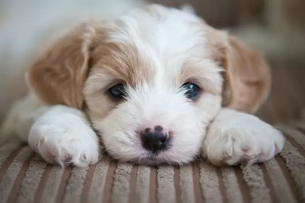 'My puppy won't cuddle with me and it's really heartbreaking'