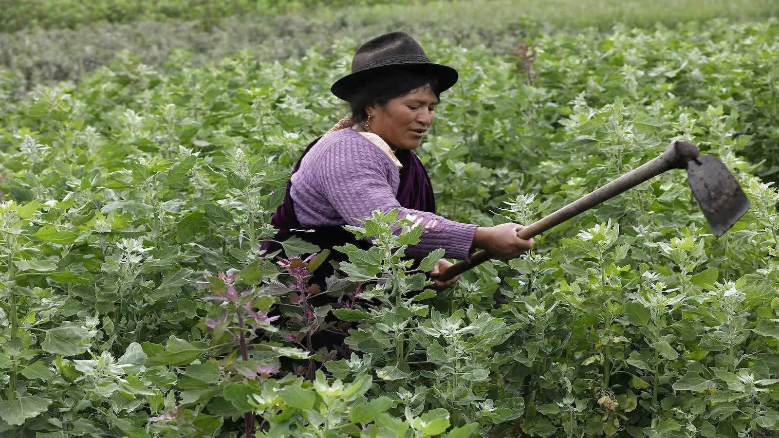Modern agriculture is collapsing under climate change. Indigenous farming has answers.