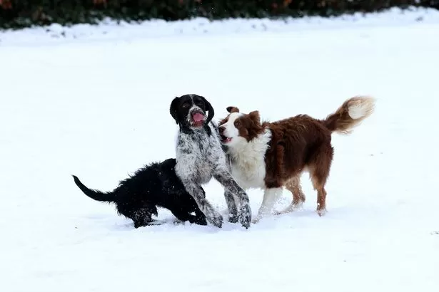 One dog breed is in danger of dying out and it's one you'll instantly recognise