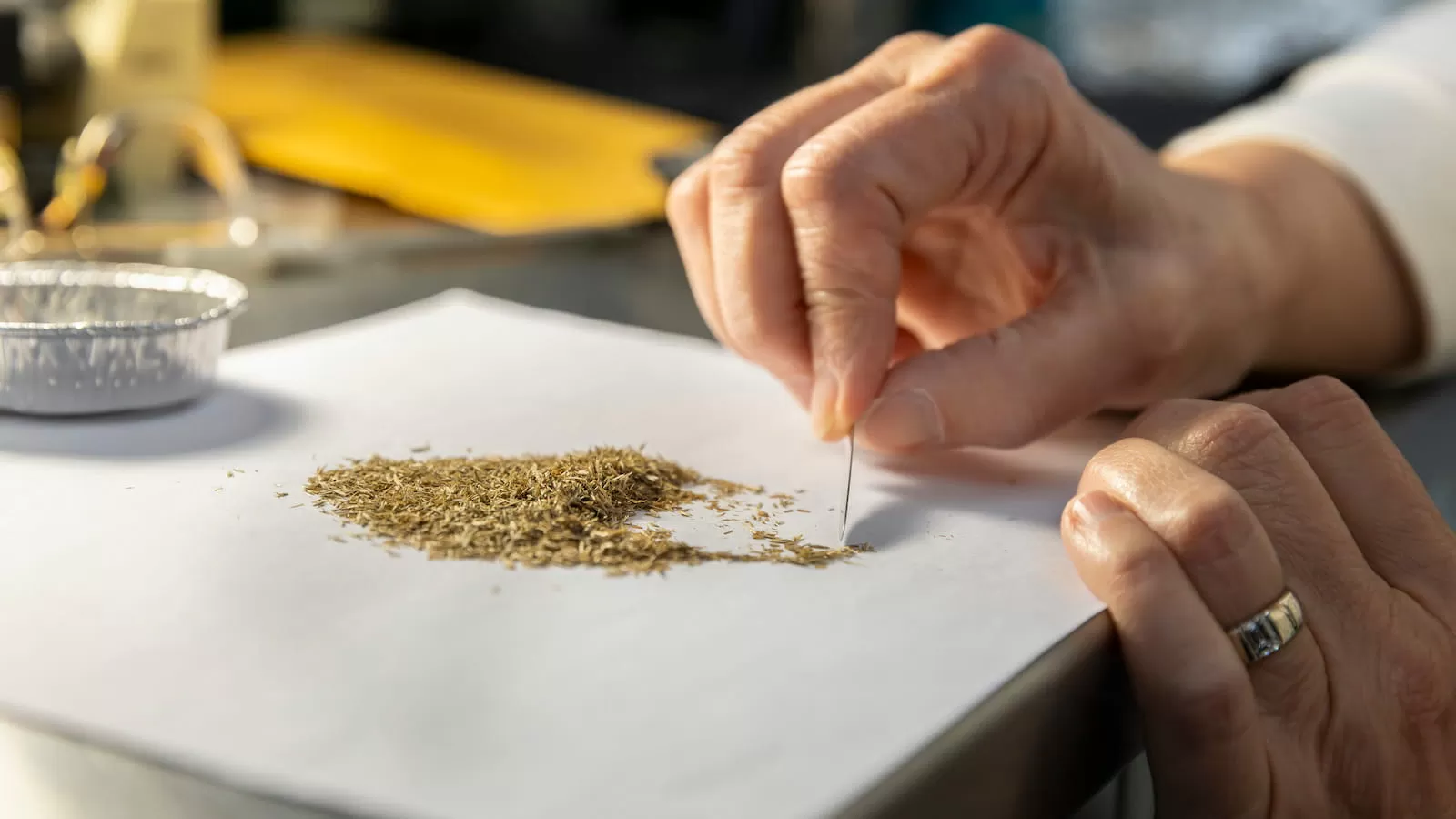 A regional network is racing to save the Midwest’s native seeds