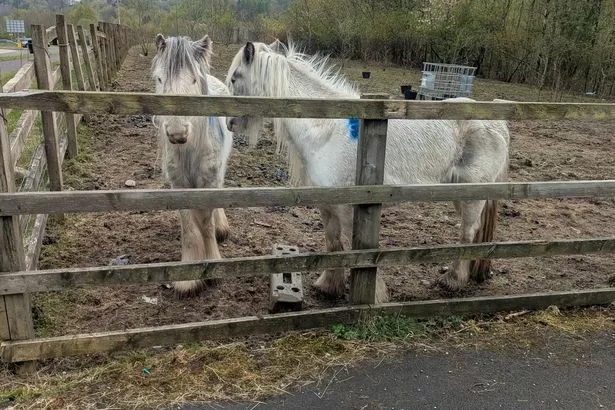 Shocking scenes as animals found starving with exposed bones and maggots feeding on wounded flesh