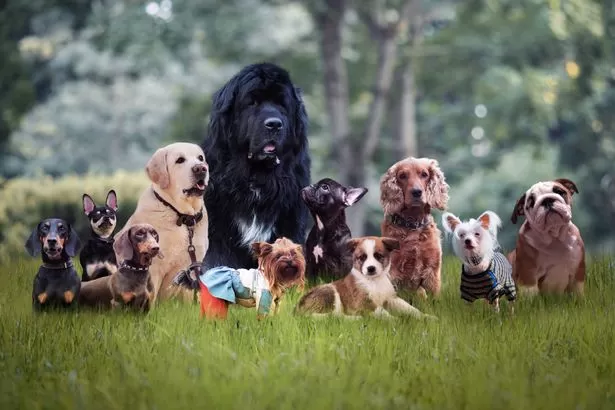 Five common dog breeds vet says he would 'never own'