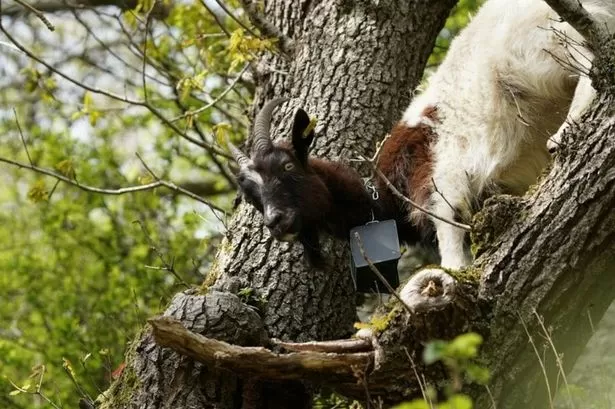 Goats sent to World Heritage site in Wales as unusual solution to common problem