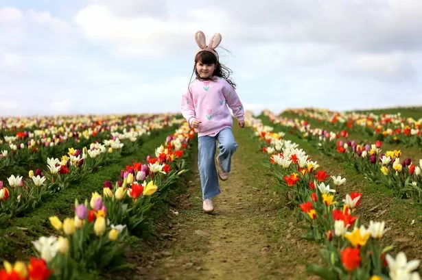 200,000 tulips create stunning fields of flowers at Welsh beauty spot