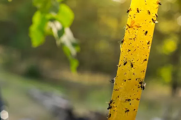 Simple windowsill trick claimed to keep spiders and insects out of your home this spring