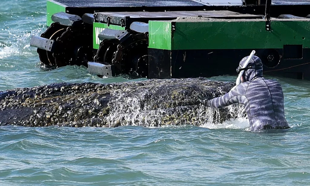Multimillionaires band together in effort to save beached whale in Germany