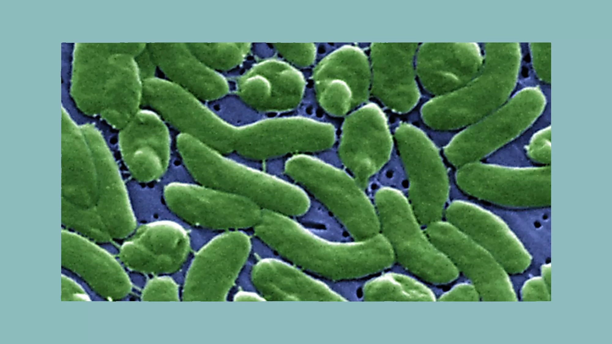 Know the facts about Vibrio, a bacteria found in coastal waters and raw shellfish