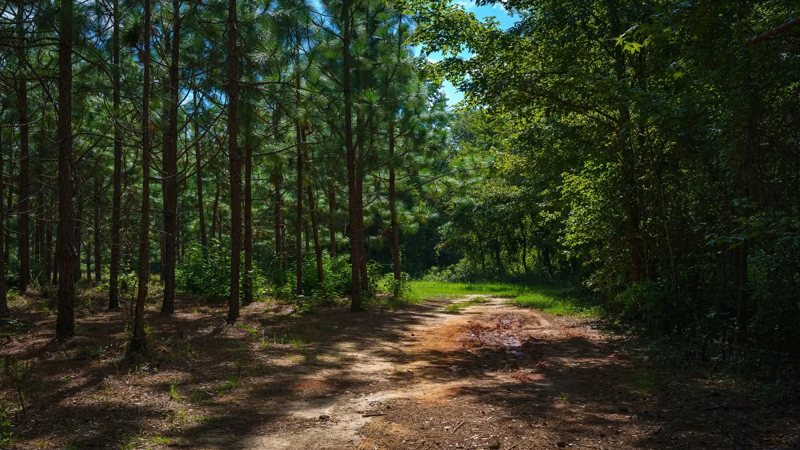 Georgia’s forestry industry is in crisis. One solution could be in your medicine cabinet.