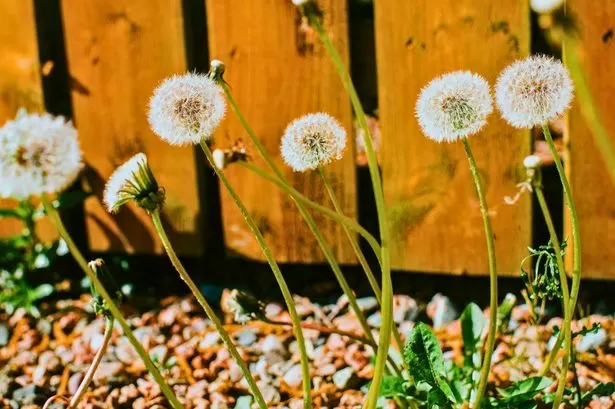 Great British Bake-off winner shares two-ingredient recipe for getting rid of garden weeds