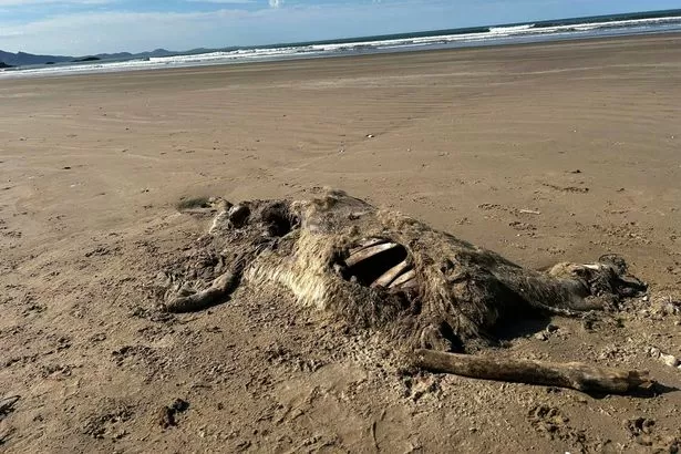 Mystery creature with 'cloven hoof' washes up on Welsh beach