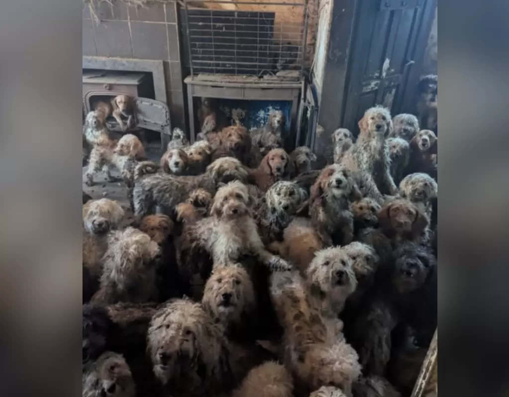 U.K. animal charity forced to clarify image of 250 abandoned dogs wasn’t AI