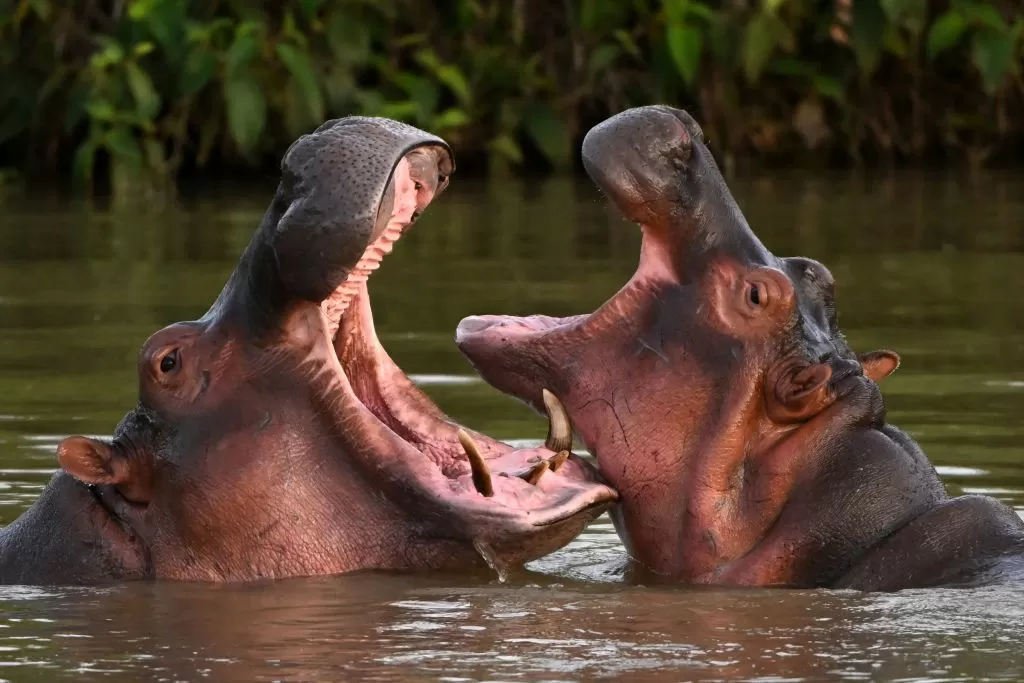 Dozens of ‘cocaine hippos’ tied to drug lord Pablo Escobar to be euthanized