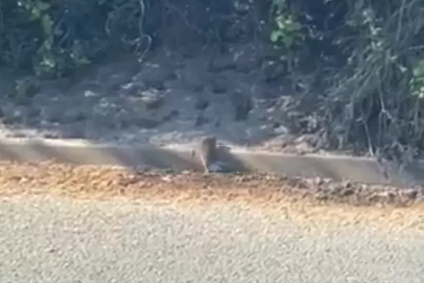 Family of rats spotted scampering around Cardiff store car park